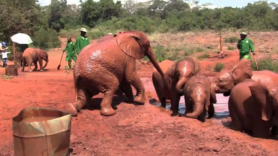 Elephant Orphanage & Giraffe Center Tour with Options - What the elephant visit feels like in practice