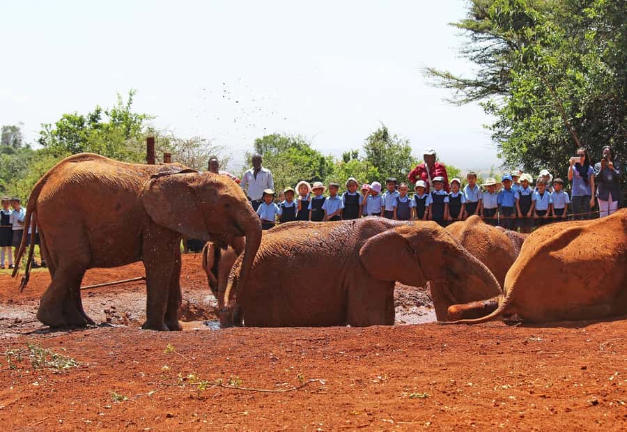 Elephant Orphanage & Giraffe Center Tour with Options - Transport, timing, and the optional stops