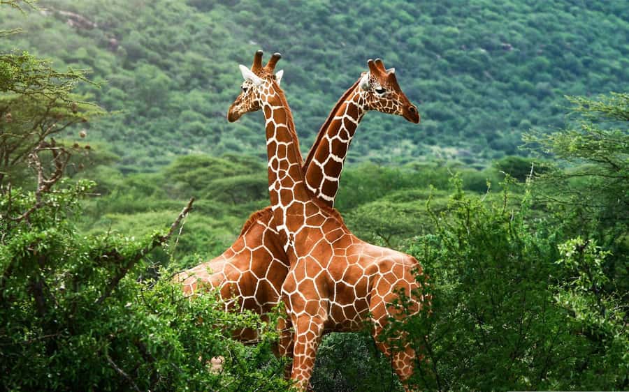 Elephant Orphanage & Giraffe Center Tour with Options - What the guide adds to the experience