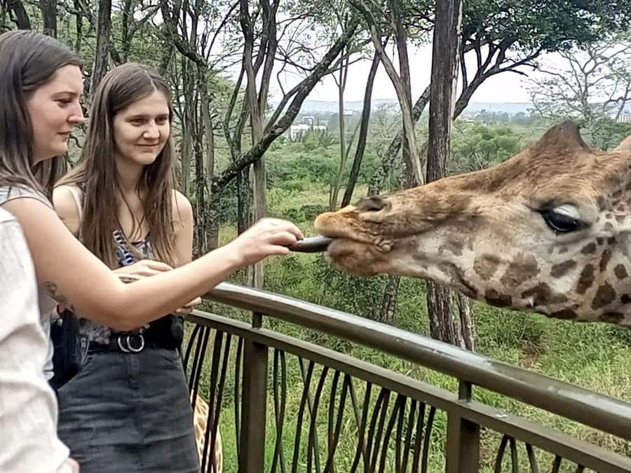 Elephant Orphanage, Giraffe Centre & Kobe Beads Day Tour - Key points at a glance
