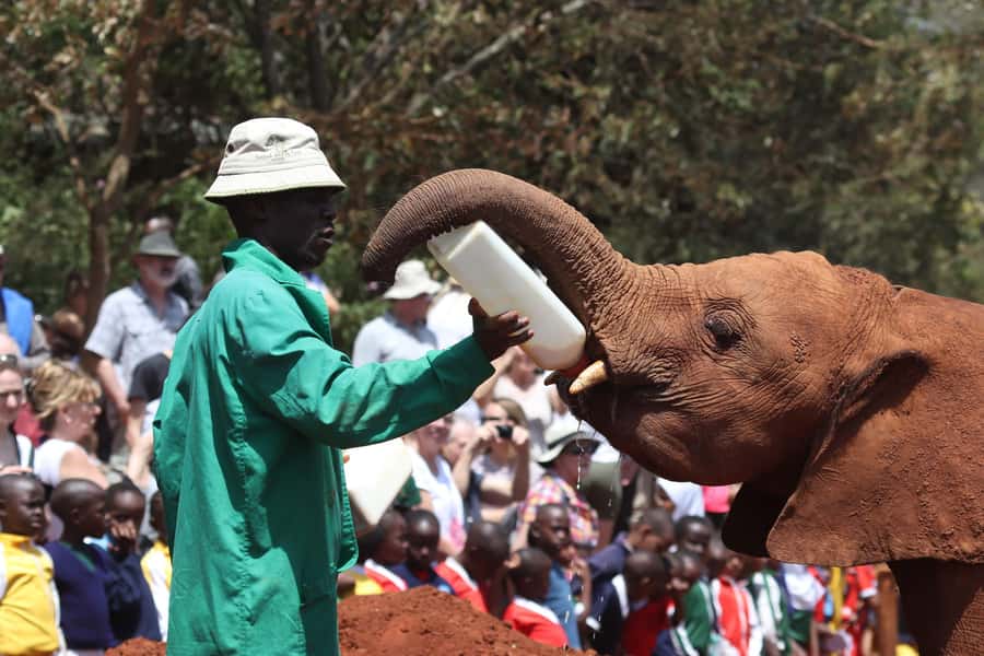 Elephant Orphanage, Giraffe Centre & Kobe Beads Day Tour - Why this six-hour Nairobi tour works