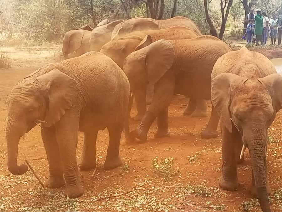 Elephant Orphanage, Giraffe Centre & Kobe Beads Day Tour - Hand-feeding Rothschild’s giraffes at the Giraffe Centre