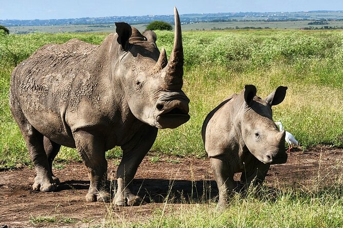 Elephant Orphanage, Giraffe Centre& optional Nairobi NationalPark - Feeding Rothschild giraffes at the Giraffe Centre