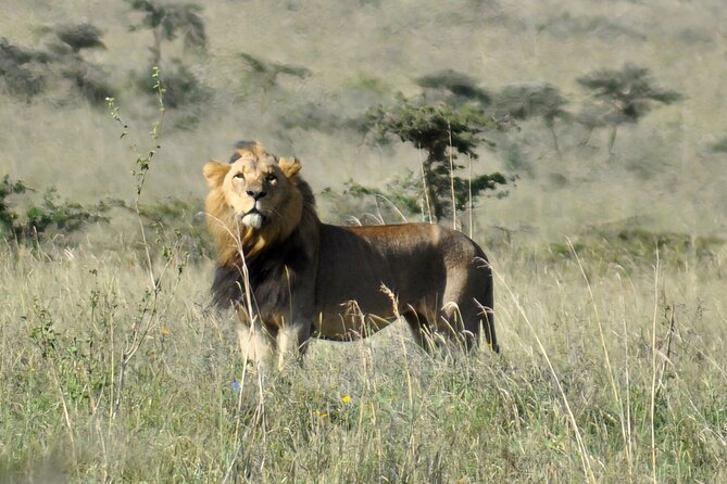 Elephant Orphanage, Giraffe Centre& optional Nairobi NationalPark - A practical conservation stop at Kobe Tough Beads
