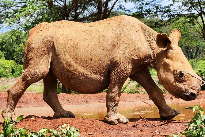 Elephant Orphanage, Giraffe Centre& optional Nairobi NationalPark - Adding Nairobi National Park for a real game drive