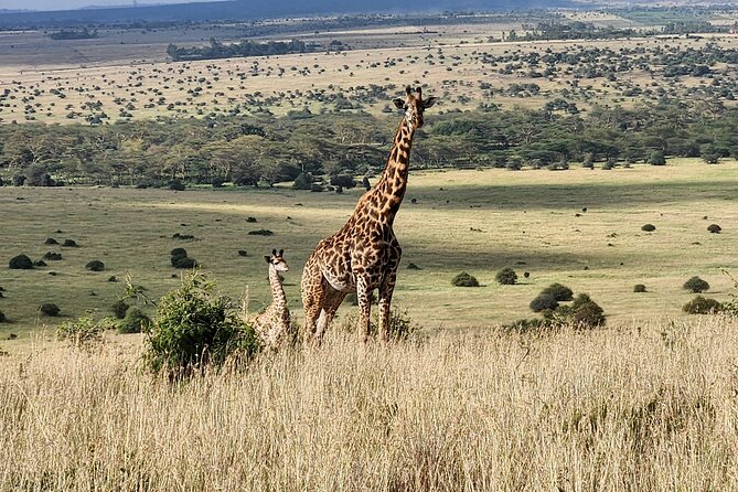 Elephant Orphanage, Giraffe Centre& optional Nairobi NationalPark - How the full eight-hour schedule feels
