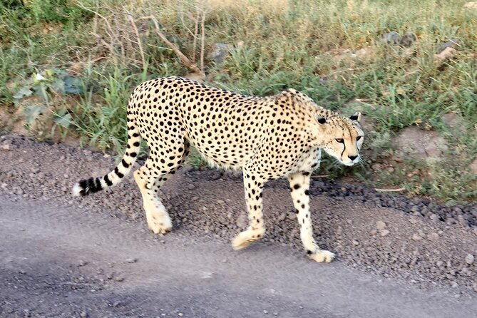 Elephant Orphanage, Giraffe Centre& optional Nairobi NationalPark - What the $95 price really covers