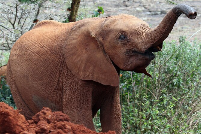 Elephant Orphanage, Giraffe Centre& optional Nairobi NationalPark - Seeing elephant calves at the Sheldrick Wildlife Trust