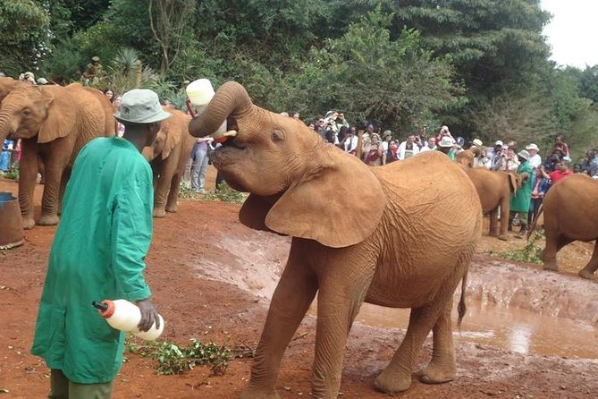 Elephant Orphanage & Giraffe Centre Tour - Feeding Rothschild giraffes at the Giraffe Centre