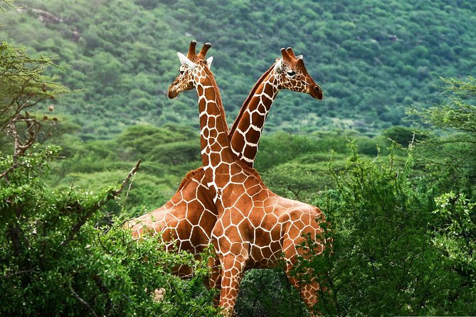 Elephant Orphanage & Giraffe Centre Tour - Why the Nairobi National Park fee matters