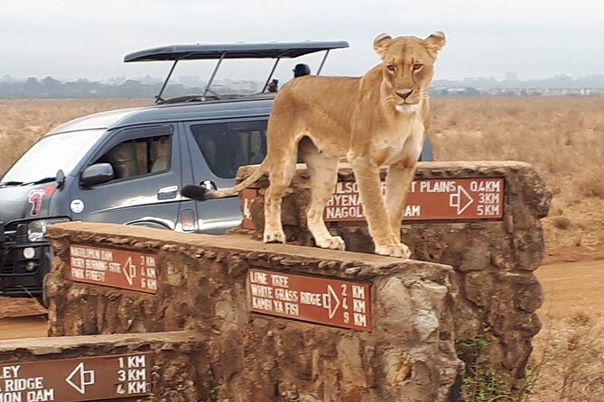 Elephant Orphanage & Giraffe Centre Tour - Guides, vehicles, and the pace of the day