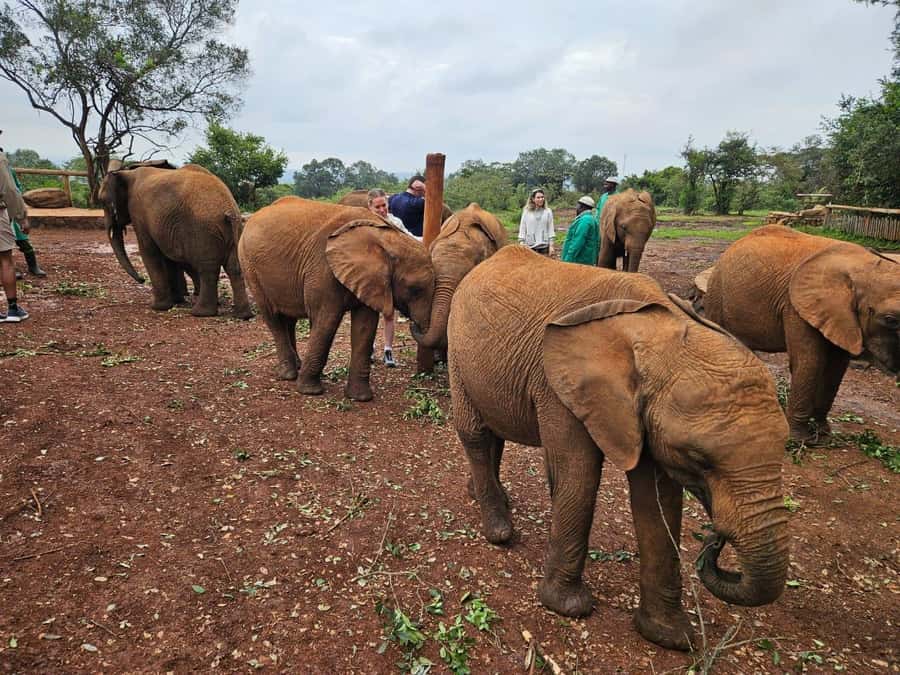 Elephant Orphanage, Giraffee Center, Karen Blixxen Meseum - Key points at a glance