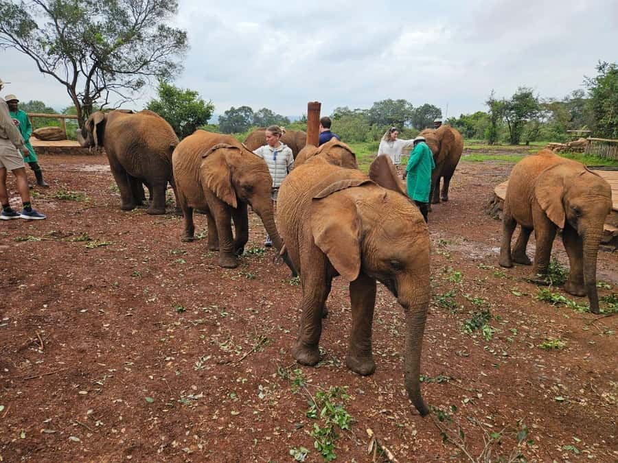 Elephant Orphanage, Giraffee Center, Karen Blixxen Meseum - Baby elephants and their individual rescue stories