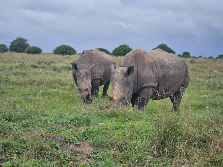 Elephant Orphanage, Giraffee Center, Karen Blixxen Meseum - Should you book it?