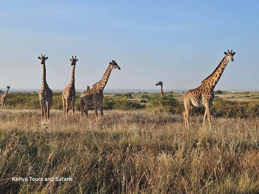 Elephant Orphanage, Giraffee Center, Karen Blixxen Meseum - Feeding Rothschild giraffes at the Giraffe Centre