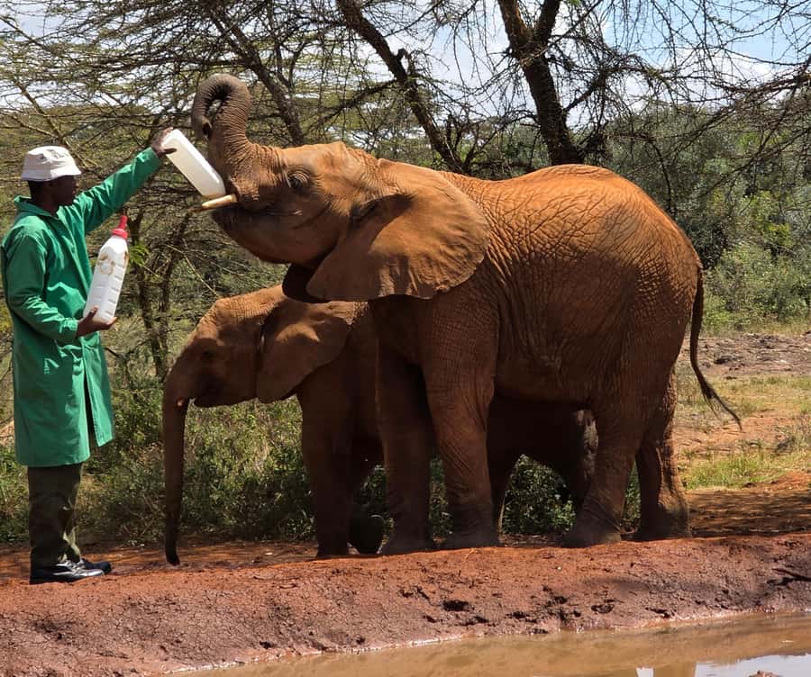 Elephant Orphanage Trust, Giraffes & Bomas of Kenya Day Tour - Why this Nairobi combination works