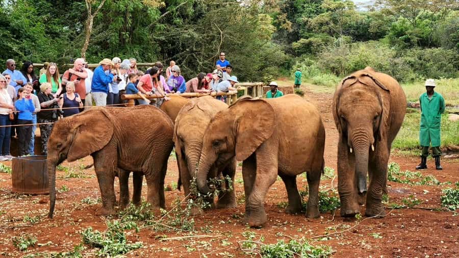 Elephant Orphanage Trust, Giraffes & Bomas of Kenya Day Tour - A closer look at Kobe Beads