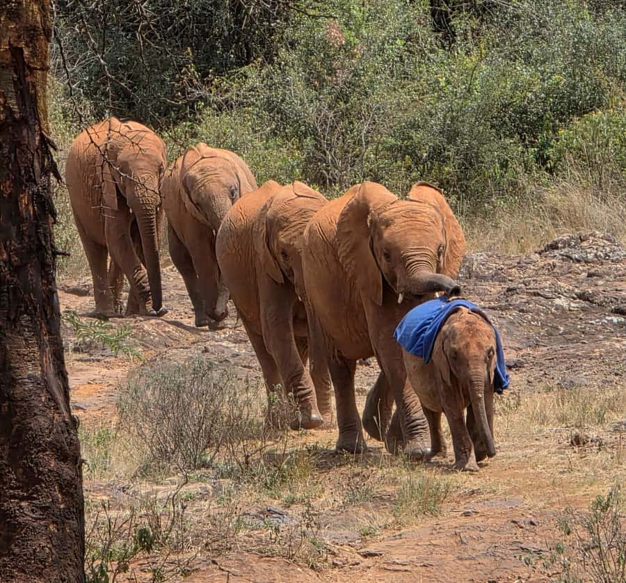 Elephant Orphanage Trust, Giraffes & Bomas of Kenya Day Tour - Lunch and the shift to Bomas of Kenya