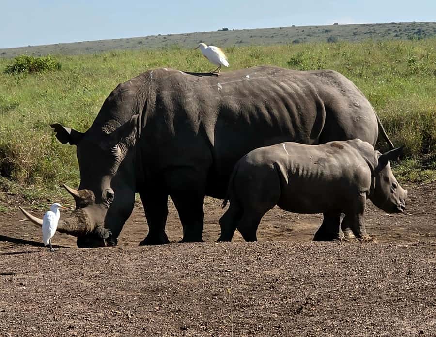 Elephant Orphanage Trust, Giraffes & Bomas of Kenya Day Tour - Guides, transport, and the pace of the day