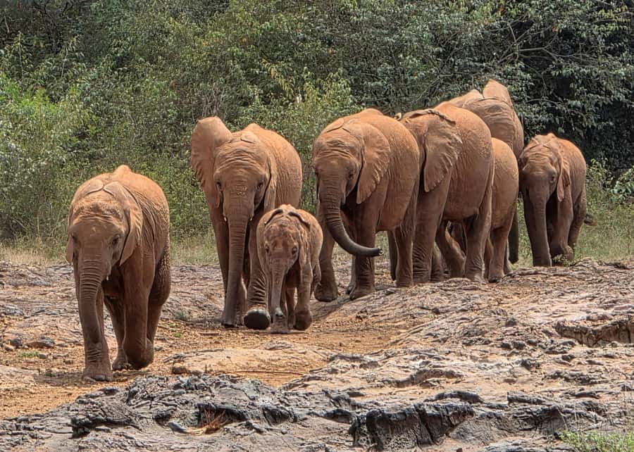 Elephant Orphanage Trust, Giraffes & Bomas of Kenya Day Tour - Starting with giraffes at the raised platform