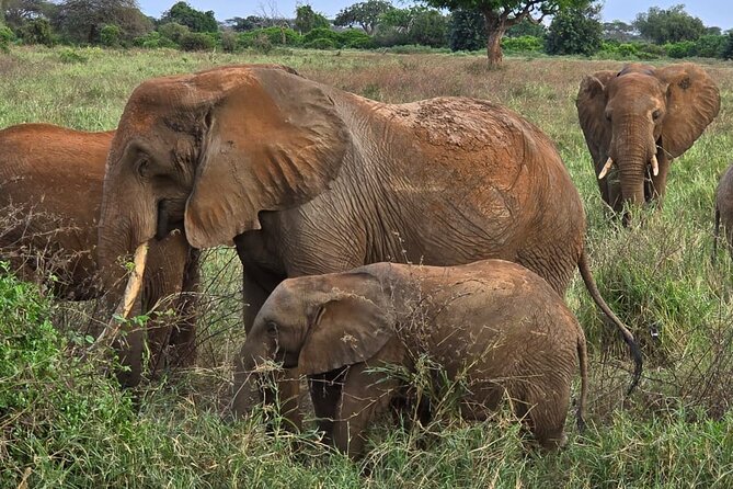 Elky Tours 2 Days Tsavo East Tour - Why Tsavo East is worth the long ride from Diani