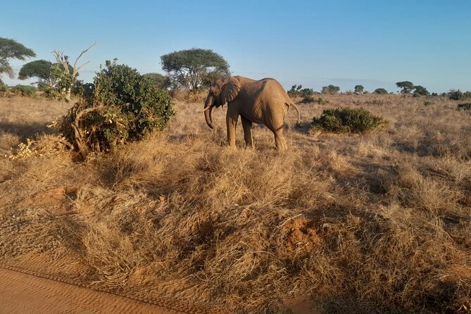 Elky Tours 2 Days Tsavo East Tour - Is $435 per person good value?