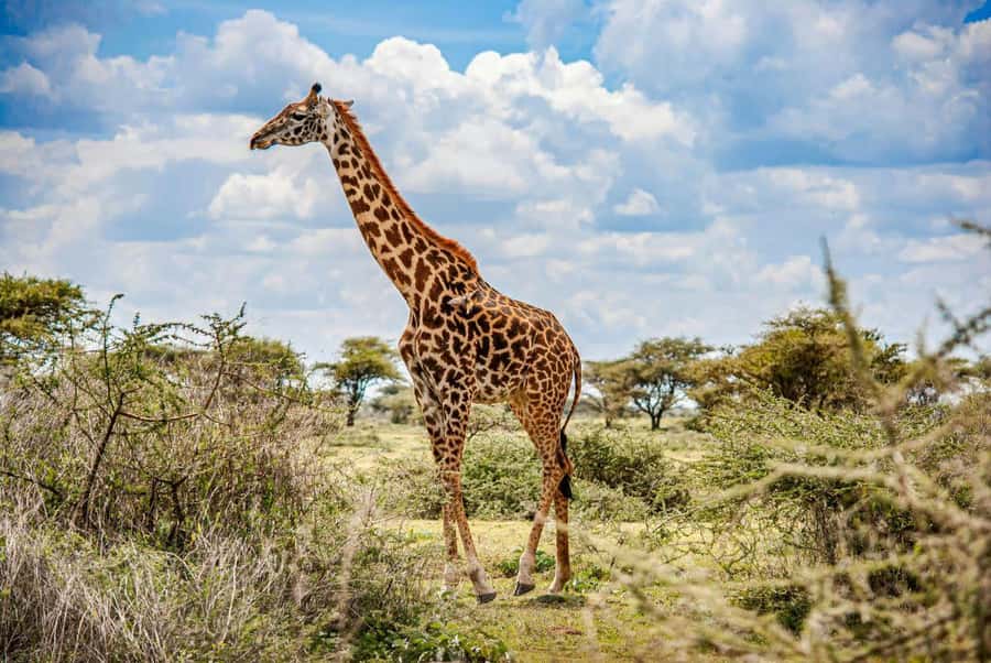 𝐇ell's Gate With Boat Ride In Lake Naivasha Day Tour - Lunch at about 1:00pm