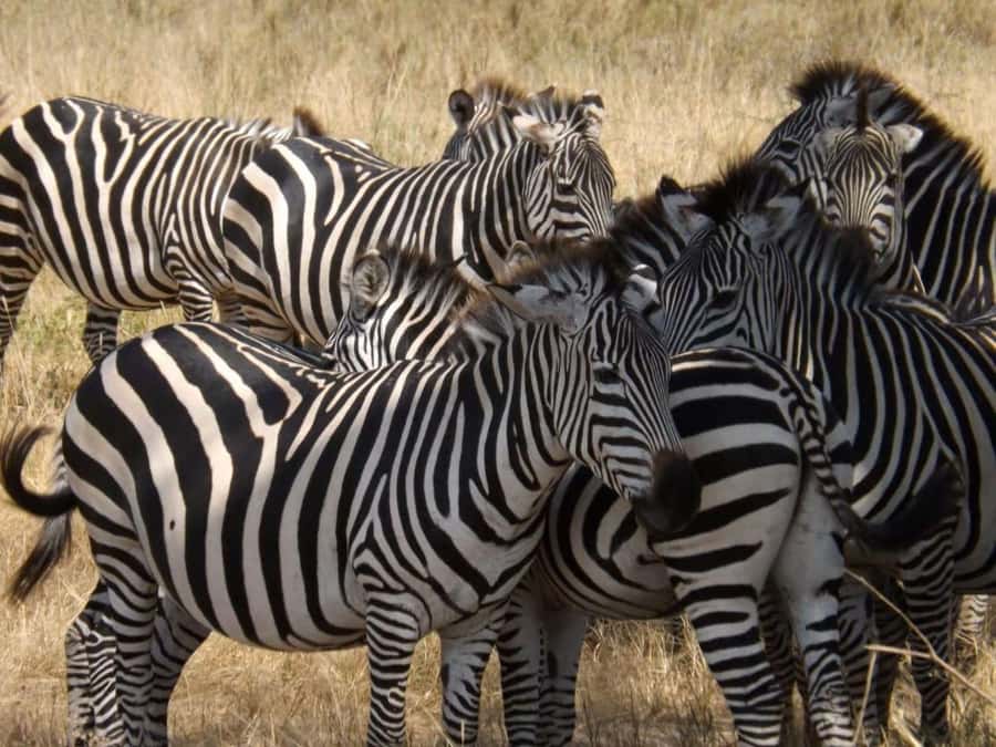𝐇ell's Gate With Boat Ride In Lake Naivasha Day Tour - The optional Lake Naivasha boat ride