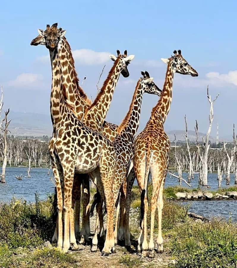 𝐇ell's Gate With Boat Ride In Lake Naivasha Day Tour - The long return to Nairobi