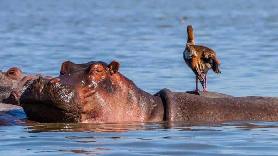 𝐇ell's Gate With Boat Ride In Lake Naivasha Day Tour - Who will enjoy this tour most?