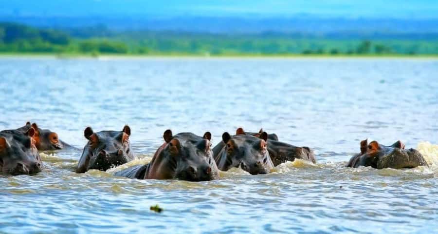 𝐇ell's Gate With Boat Ride In Lake Naivasha Day Tour - 7:30am pickup and the road west