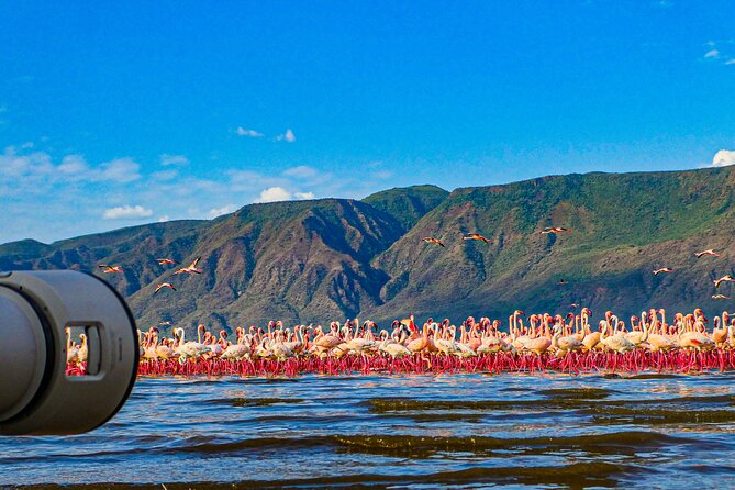 Escape to Lake Bogoria, Flamingo's new home for an overnight safari - Key points before you book