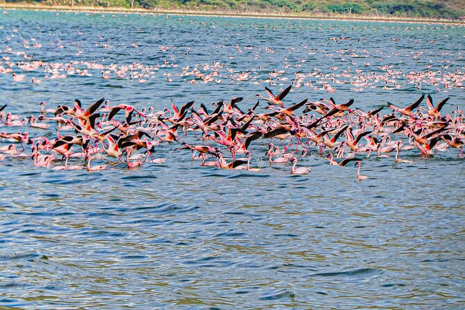 Escape to Lake Bogoria, Flamingo's new home for an overnight safari - The 3:20 p.m. boat ride on Lake Baringo