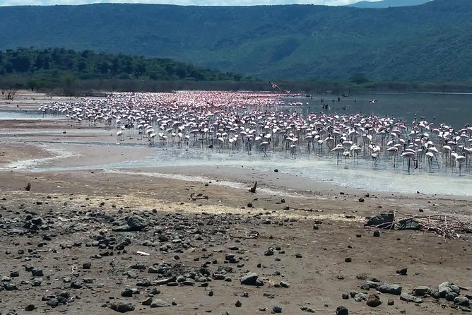 Escape to Lake Bogoria, Flamingo's new home for an overnight safari - Lake Bogoria and the flamingo spectacle