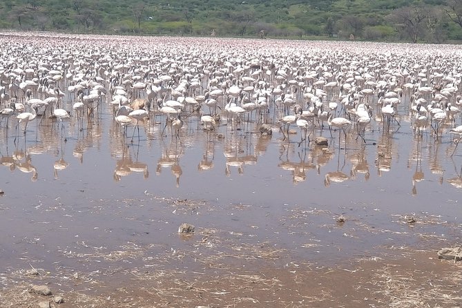 Escape to Lake Bogoria, Flamingo's new home for an overnight safari - Lake Nakuru and the search for black and white rhinos