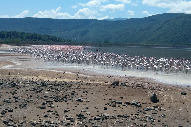 Escape to Lake Bogoria, Flamingo's new home for an overnight safari - The optional Lake Naivasha boat ride
