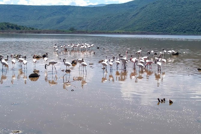 Escape to Lake Bogoria, Flamingo's new home for an overnight safari - What the $545 price really includes