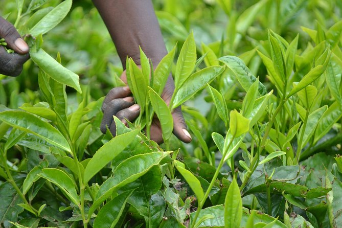 Excursion to Kiambethu Tea Farm - The 9:00 am pickup and ride from Nairobi