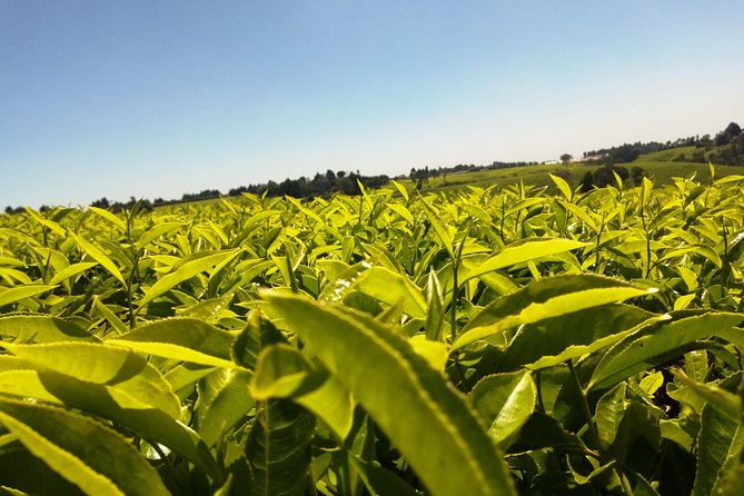 Excursion to Kiambethu Tea Farm - Walking through the tea fields