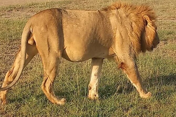 Experience the Masai Mara and the Dancing Masai in 4 days - Quick points before you book