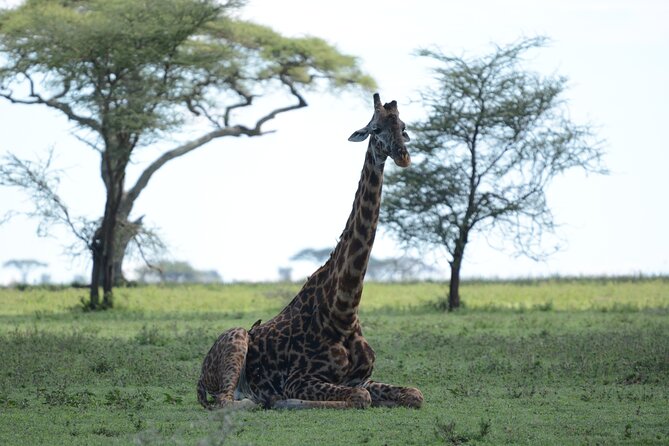 Experience the Masai Mara and the Dancing Masai in 4 days - Day 3, the full Masai Mara safari day