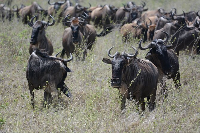 Experience the Masai Mara and the Dancing Masai in 4 days - Day 4, one final early drive