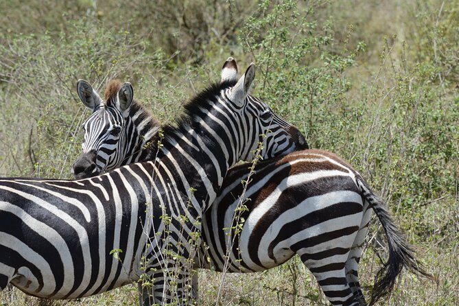 Experience the Masai Mara and the Dancing Masai in 4 days - The guide makes the difference