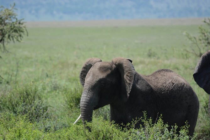 Experience the Masai Mara and the Dancing Masai in 4 days - What the $2,308 price really covers