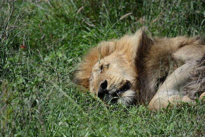 Experience the Masai Mara and the Dancing Masai in 4 days - Migration season and year-round wildlife