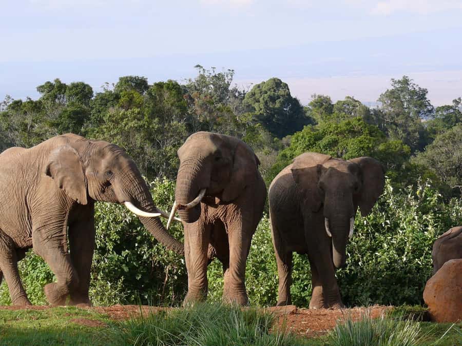 Explore Aberdare:See Big 5, Waterfalls & Camping in the wild - Key points to know before booking