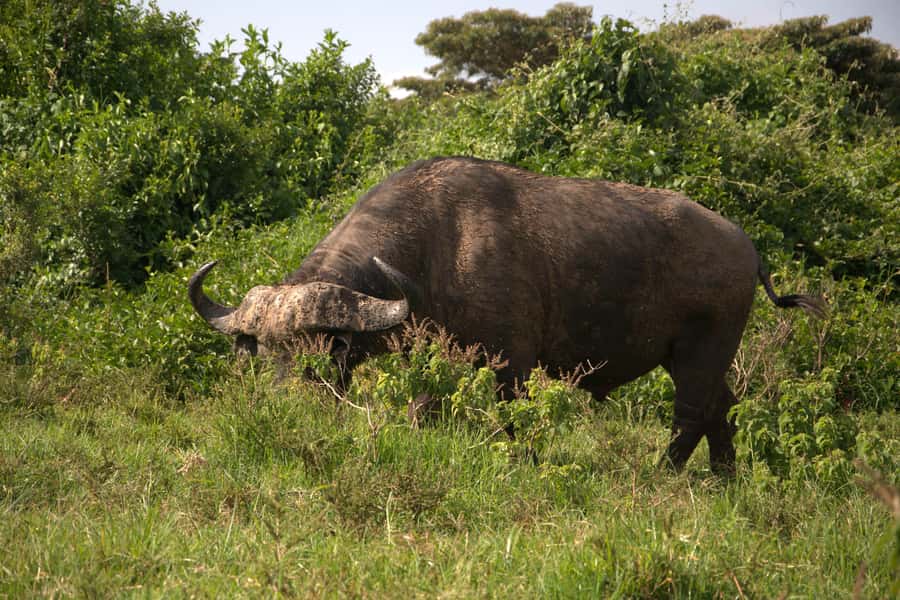 Explore Aberdare:See Big 5, Waterfalls & Camping in the wild - Walking to Karuru Falls