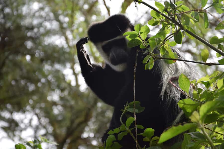 Explore Aberdare:See Big 5, Waterfalls & Camping in the wild - A night at Reedbuck Public Campsite