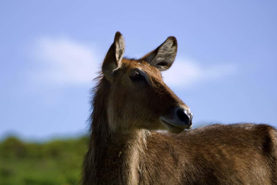 Explore Aberdare:See Big 5, Waterfalls & Camping in the wild - Morning breakfast and the Aberdare game drive
