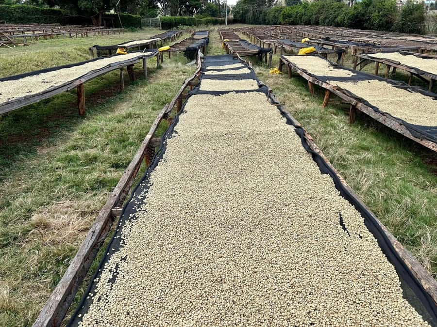 Fairview Coffee Estate Tour From Nairobi - Key points at a glance